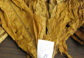 Tobacco Dry leaves