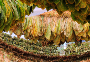 tobacoo drying process